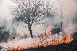ilustrasi kebakaran hutan-photo by Vladyslav Dukhin from pexels