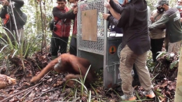 Saat Pelepasliaran Orangutan Kumbang di hutan lindung Sungai Paduan, Kecamatan Simpang Hilir, Kabupaten Kayong Utara, Sabtu (11/6). (Foto : Robi/YP).