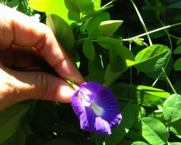 Bunga telang hasil berkebun, banyak khasiatnya. (Foto: dok. pri)