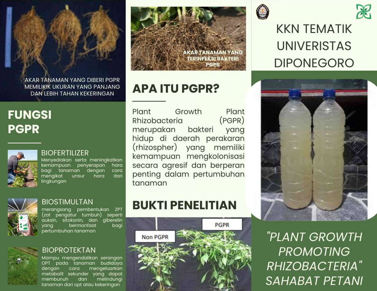 Foto Artikel : Memanfaatkan Rumput Teki, Mahasiswa KKN Tematik Undip