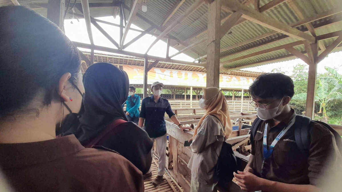 Foto Artikel : MBKM Domba Premium IPB: Pemuliaan Domba di PT Agro Apis ...