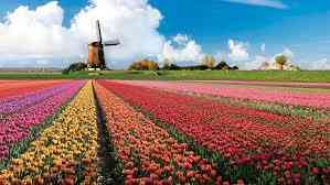 The magic of tulips in the Netherlands – Kompasiana.com