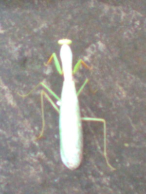 Walang Kadung - Kompasiana.com