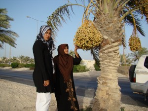 Pohon berbuah panas di  di subur Qatar kurma musim kurma lagi indonesia berbuah di