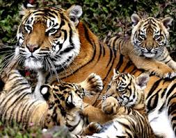 Afbeeldingsresultaat voor mama tijger