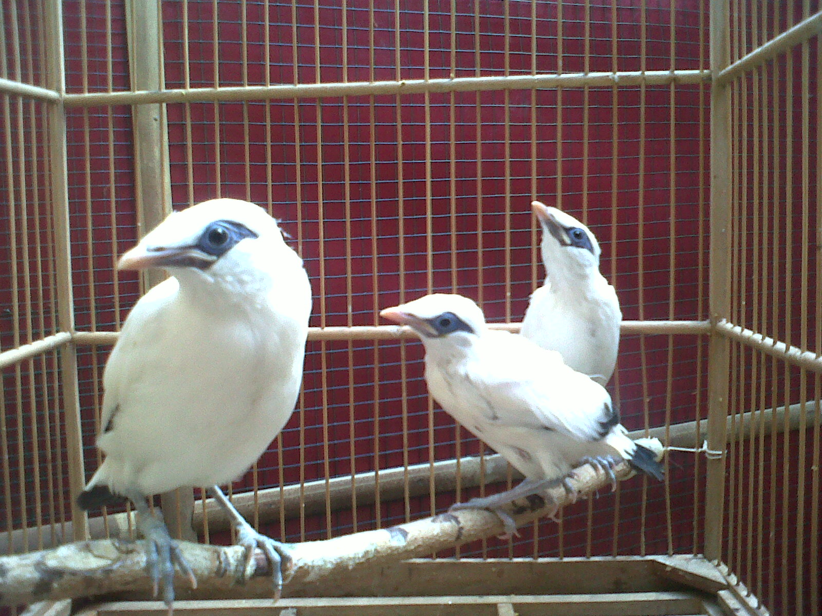 Penangkar Jalak Bali Klaten : Sisi Bisnis Burung Jalak Bali - Kompasiana.com