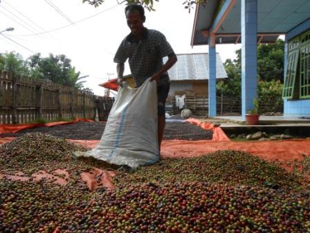 Kopi Sumatera Lahat