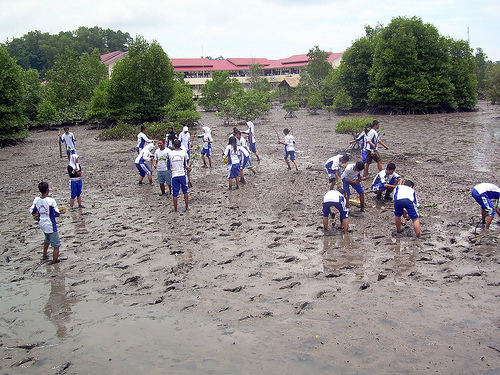 Siswa SMAN 8 Balikpapan menanam mangrove di belakang sekolah (Flickr)