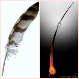 Ini Lho Bedanya Bulu Dan Rambut Kompasiana Com Ini Lho Bedanya Bulu Dan Rambut Kompasiana Com