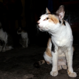 Kucing kampung klasifikasi Klasifikasi Kucing