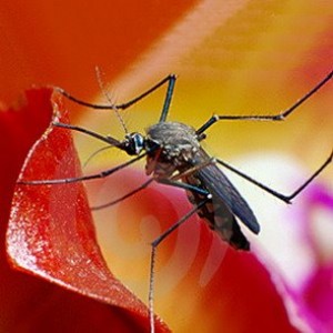 Kenapa nyamuk makan darah