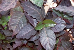 Cara konsumsi daun ungu untuk ambeien