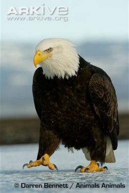 Bald Eagle - Elang Botak