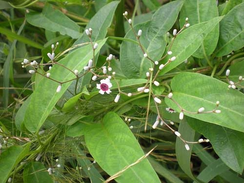 daun sembukan dari floranegeriku.blogspot.com
