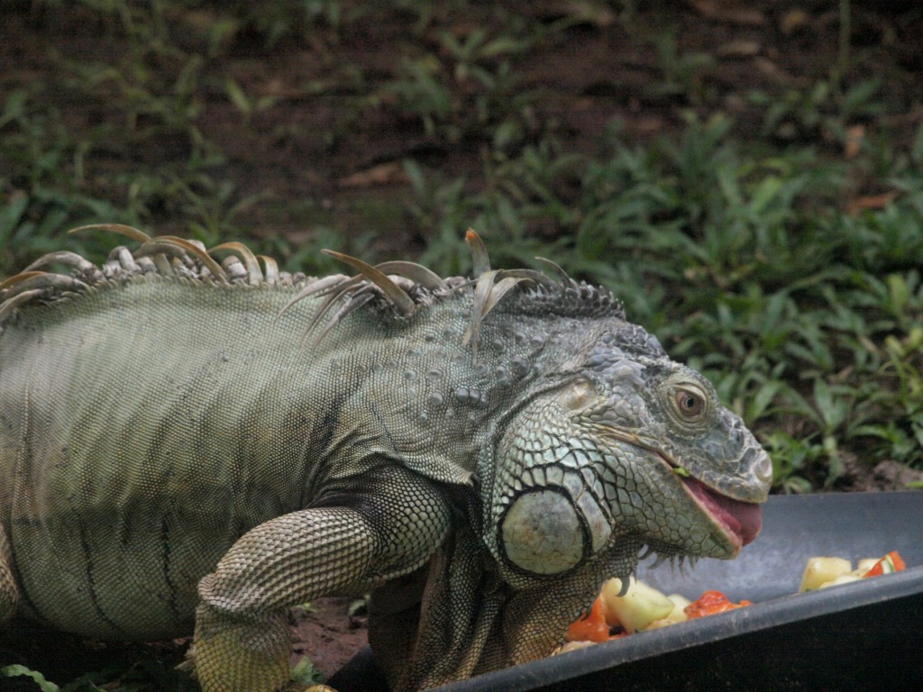 iguana batu