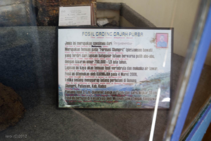 fosil gajah purba