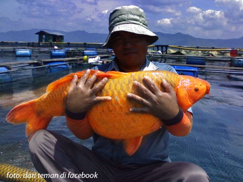 Ditemukan Ikan Mas Monster Di Danau Toba Kompasiana Com
