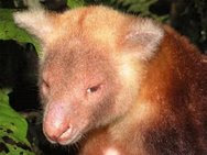 Gambar diambil dari: https://www.kompasiana.com/www.tabloijubi.com/5500b284a333112370511b52/keunikan-species-baru-di-pegunungan-foja-mamberamo-papua