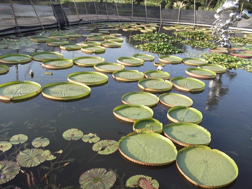 Tema taman yg berisi berbagai jenis tanaman air, King of Lotus konon menurut cerita daun teratai raja ini bisa menyanggah tubuh anak kecil dan tidak tenggelam.