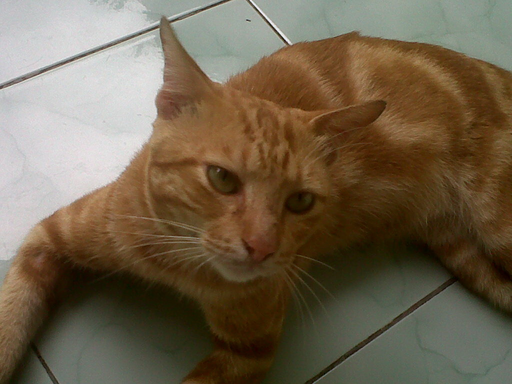 95+ Wallpaper Kucing Oren Keren Images - MyWeb