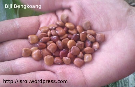 biji bengkoang