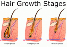 hair+growth+cycle