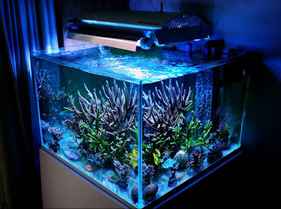 Aquarium ukuran 60x40x40