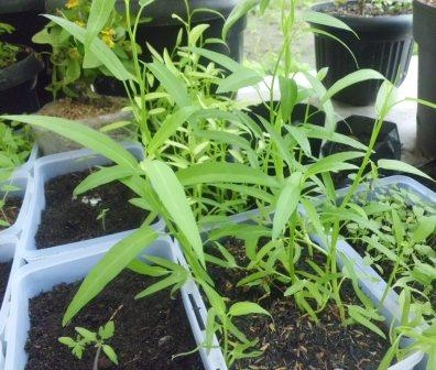 14075465061379116239 14075465061379116239