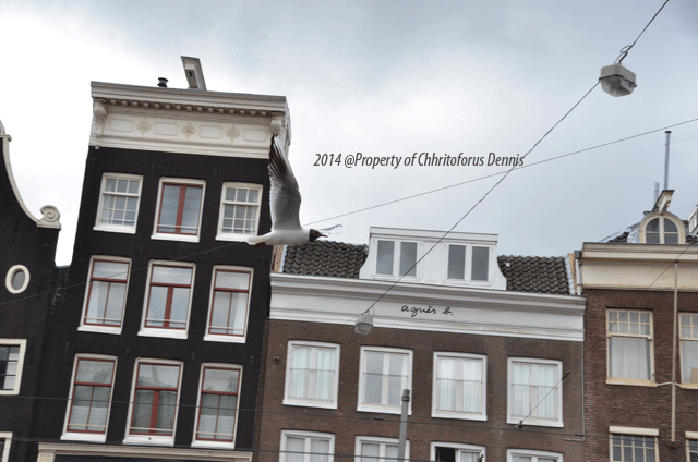 bidikan amatir burung burung di amsterdam itu terbang bidikan amatir burung burung di amsterdam itu terbang