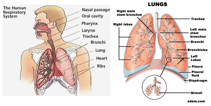Tips Menjaga Kesehatan Paru-paru - Kompasiana.com