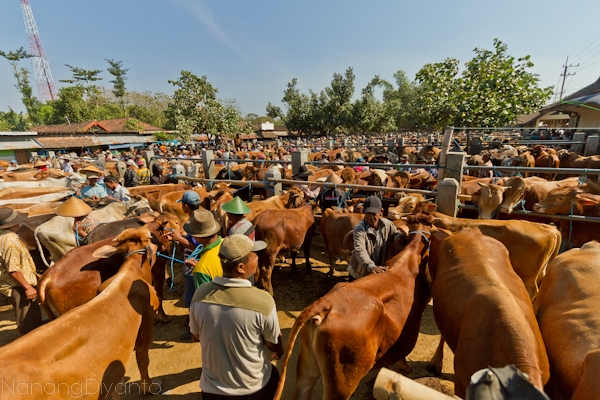 nanangdiyanto@ratjoen.in 14103252411010041733