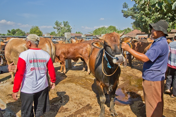 nanangdiyanto@ratjoen.in 14103260581481610211