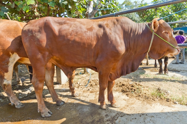 nanangdiyanto@ratjoen.in 14103266391182276523