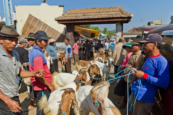 nanangdiyanto@ratjoen.in 14103411461175124134