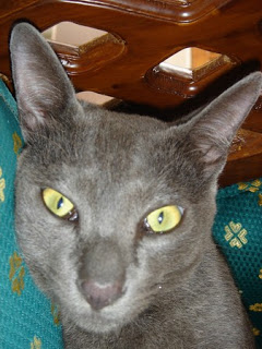 Image result for kucing raas madura