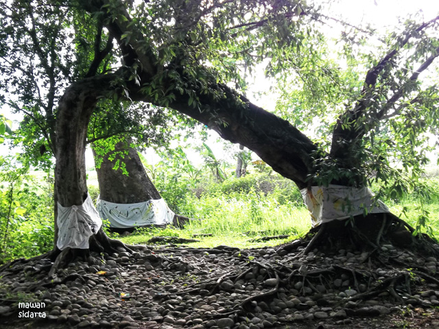 Kisah Misteri Pesugihan Kera Putih