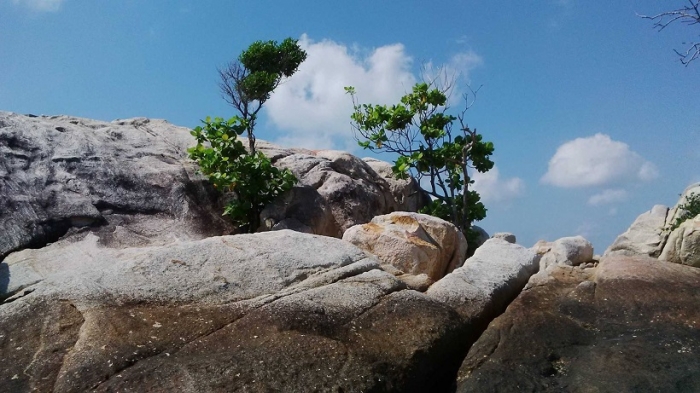 Batu Berdaun Bangka Batu Berdaun Bangka