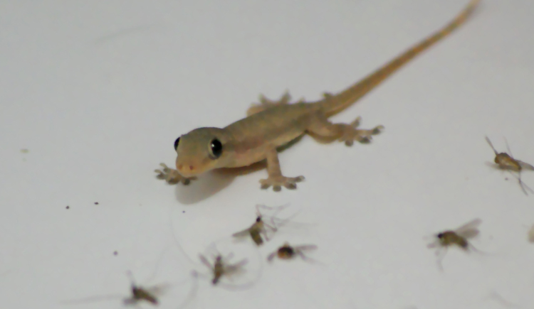 Cicak Itu Makan Nasi So What Halaman All Kompasiana Com