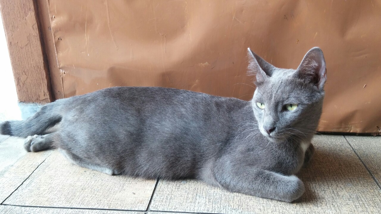 Kucing Busok Ras Asli Indonesia Halaman All Kompasiana Com