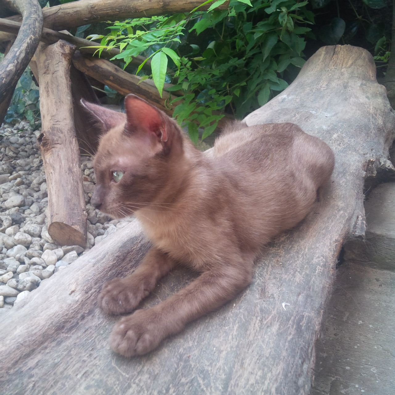  Kucing Busok  Ras Asli Indonesia oleh didy mudjeri Halaman 