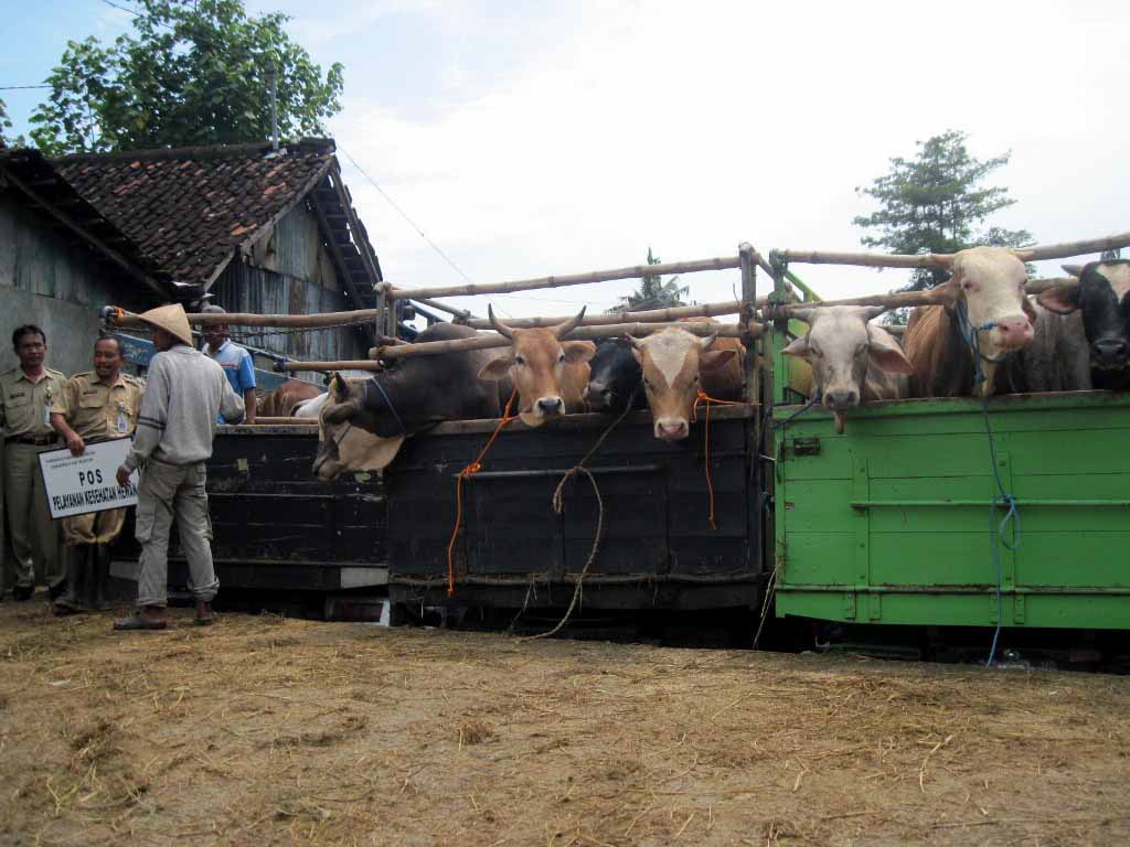 Pengangkutan sapi dengan cara seperti ini tidak efisien dan berkontribusi kepada mahalnya harga daging sapi lokal. Photo: www.solopos.com