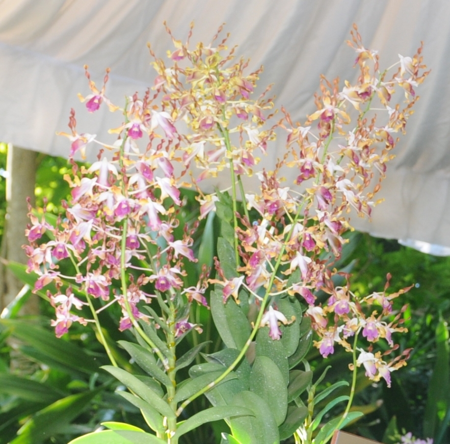 Diplomasi Anggrek Singapura Sindiran Memalukan untuk Diplomasi Anggrek Singapura Sindiran Memalukan untuk