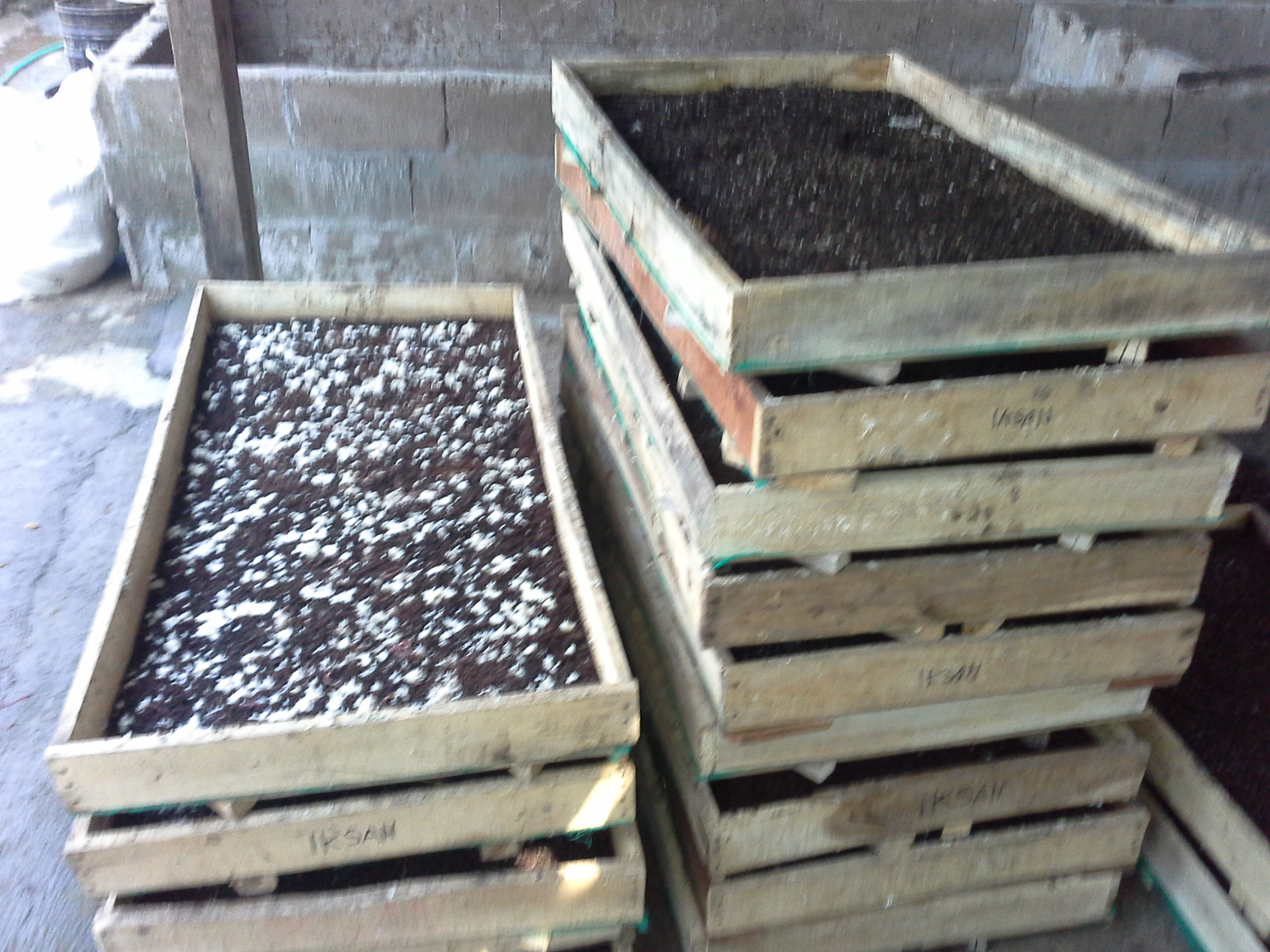 Bisnis Cacing Ala Adam Community oleh Mas Yunus Halaman 1 Bisnis Cacing Ala Adam Community oleh Mas Yunus Halaman 1