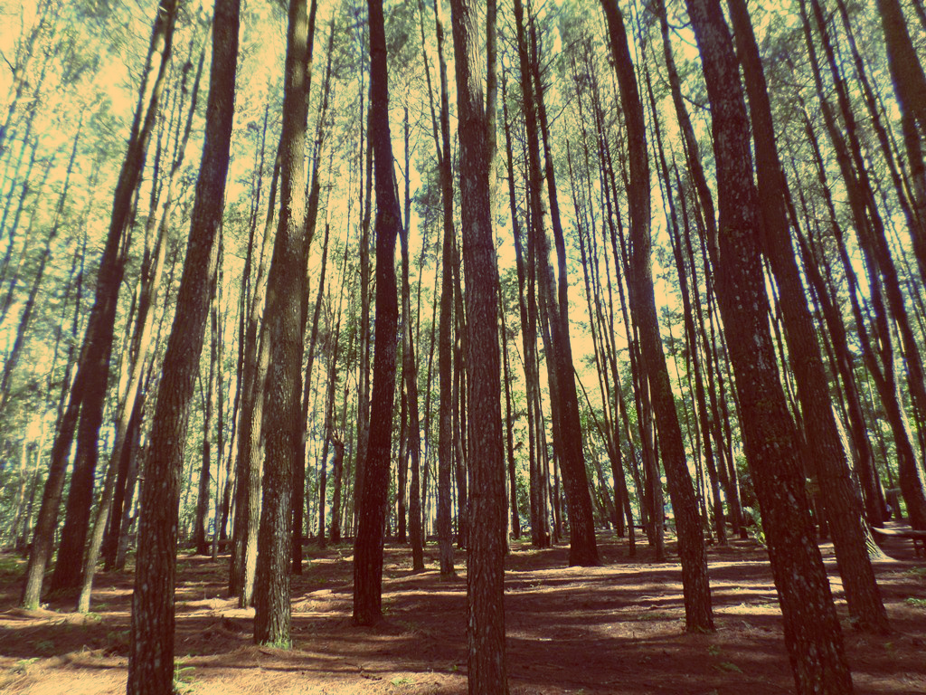 Hutan Pinus Imogiri