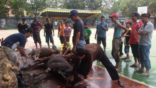 Panitia bagian Pemotongan sapi