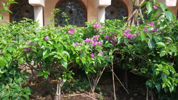 Taman dengan bunga ungu yang memikat