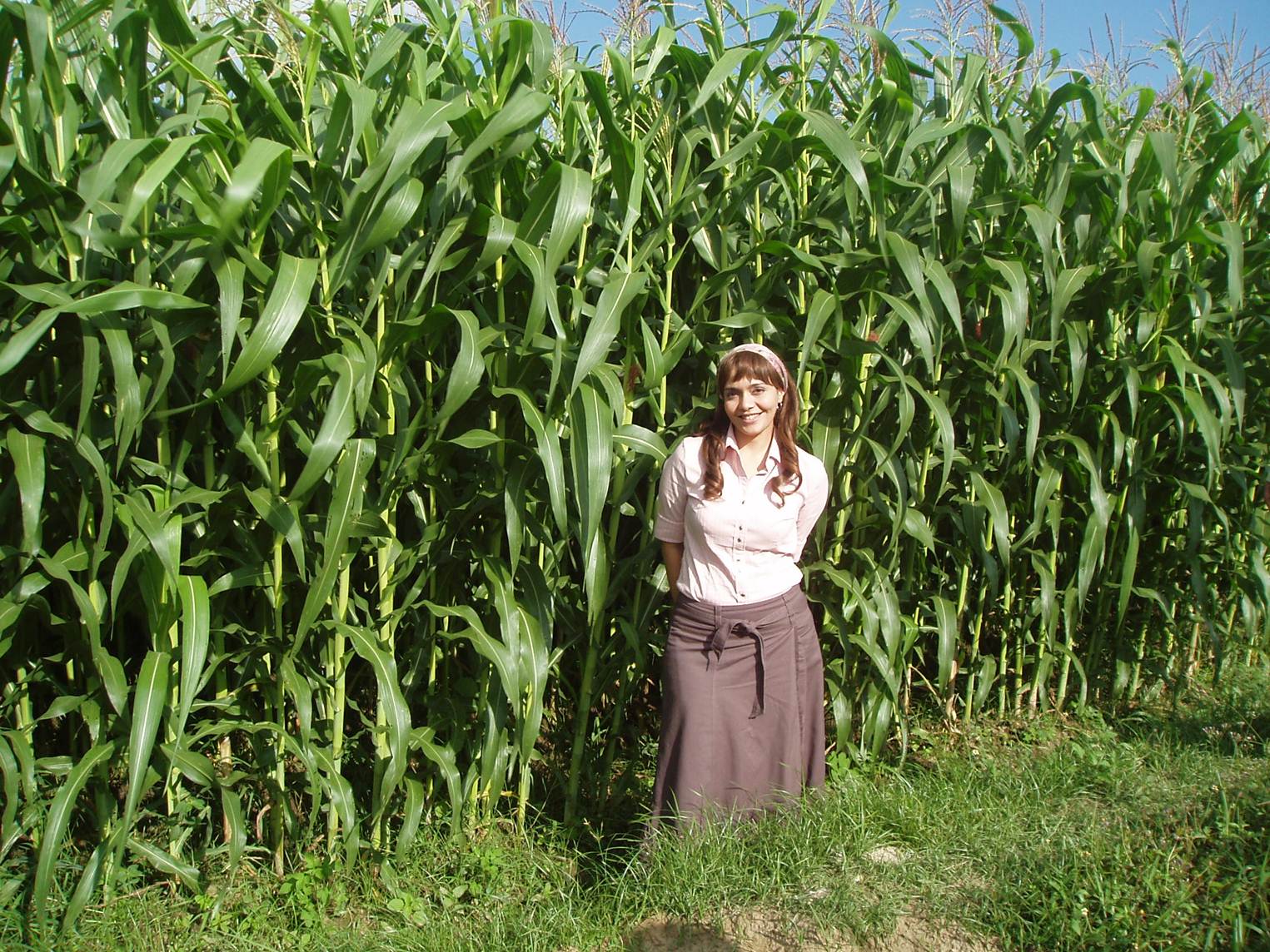 Inovasi Tanam Jagung  Rapat Menghasilkan Produksi Tinggi  Inovasi Tanam Jagung  Rapat Menghasilkan Produksi Tinggi