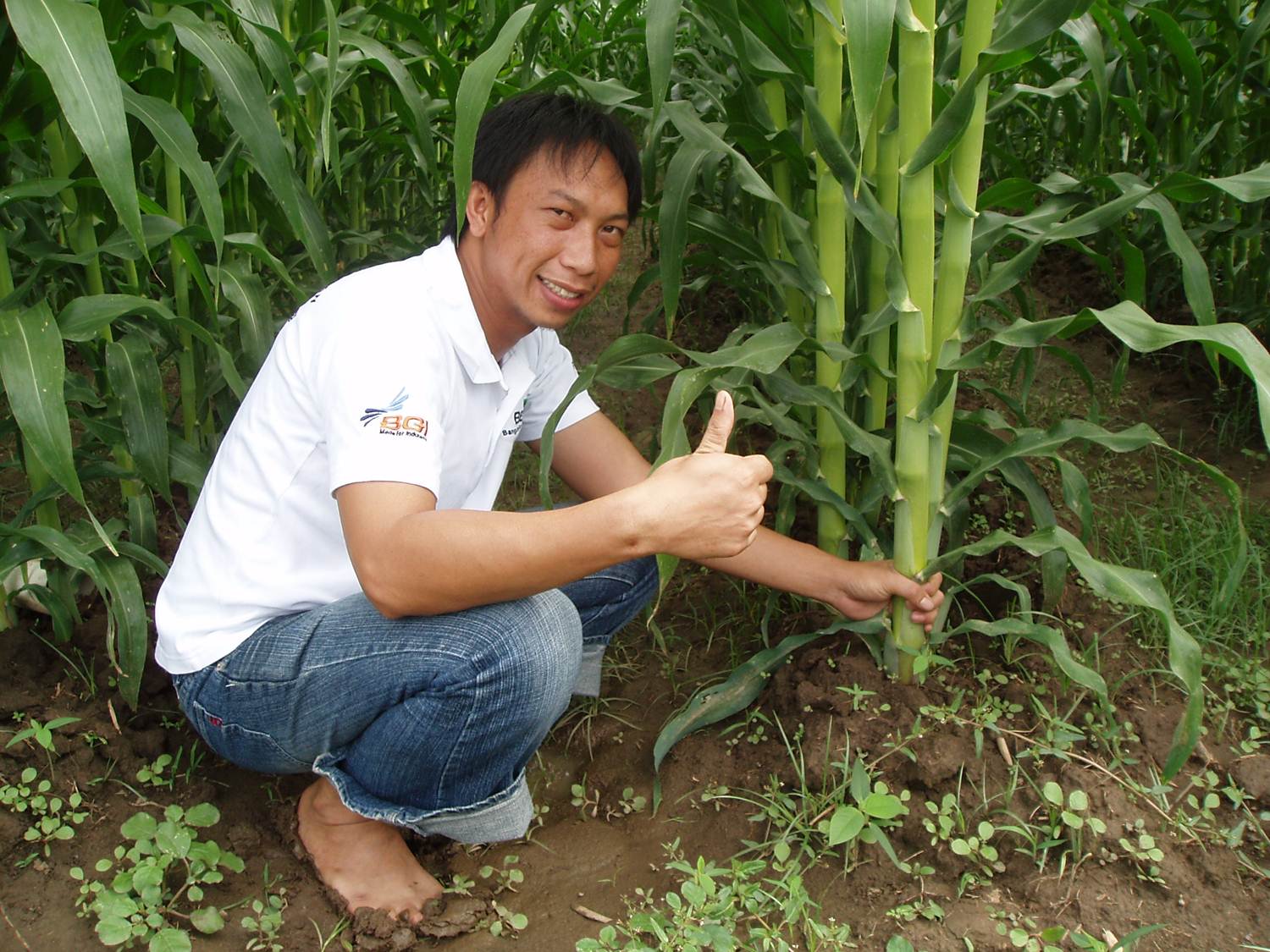 Inovasi Tanam Jagung Rapat Menghasilkan Produksi Tinggi Inovasi Tanam Jagung Rapat Menghasilkan Produksi Tinggi