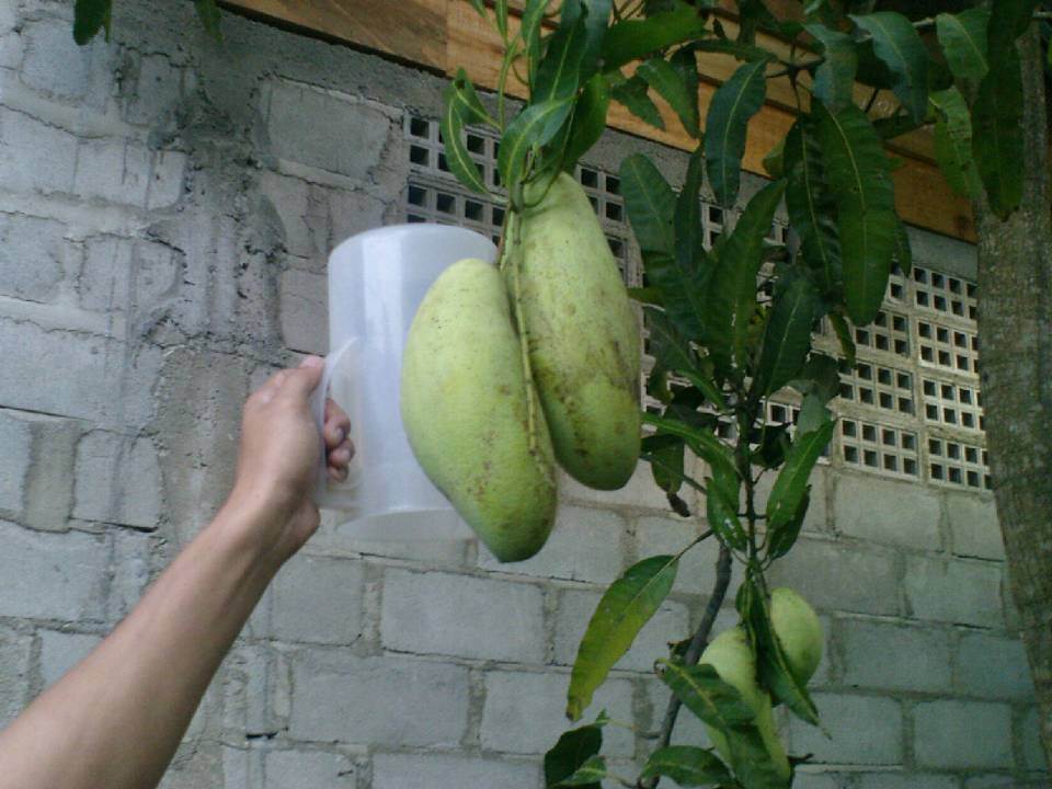 Tanaman Mangga Dengan Buah Besar Dan Rasa Manis Berbagi Tanaman Mangga Dengan Buah Besar Dan Rasa Manis Berbagi