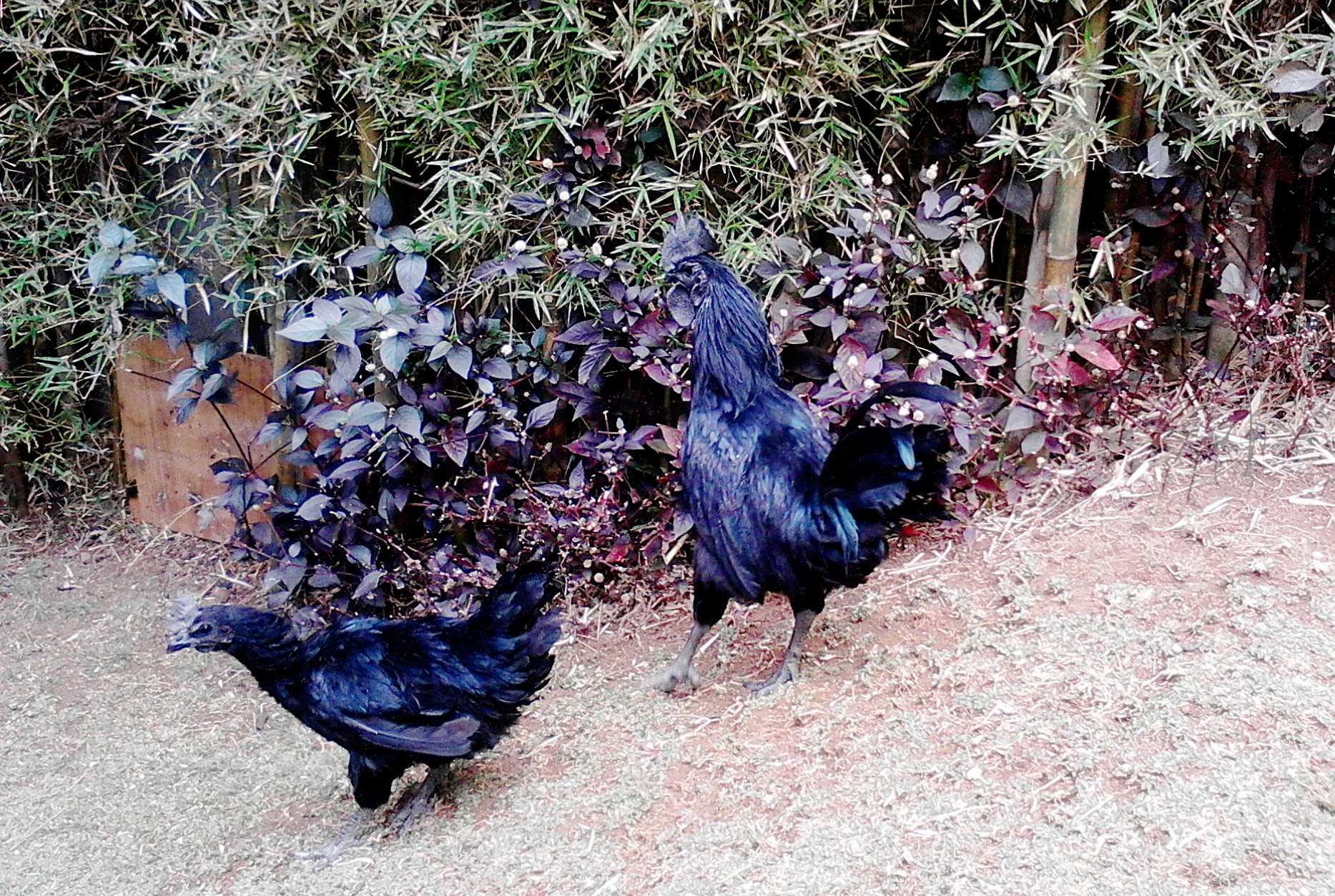 Ayam Cemani Si Hitam Bertelur Putih Halaman All Kompasiana Com